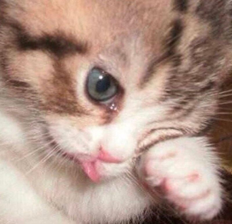 Котик со слезами