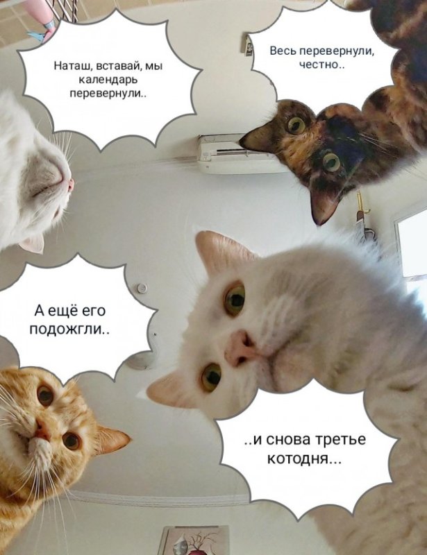 Мемы с котами