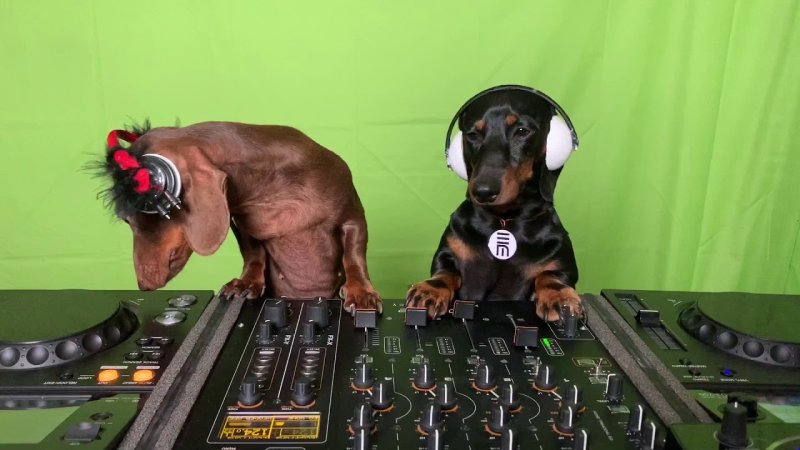 Собака за диджейским пультом