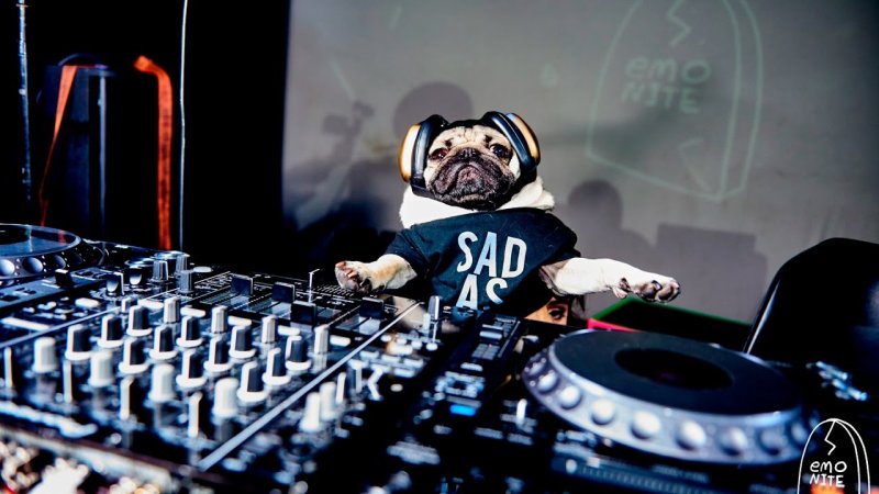 Собака диджей