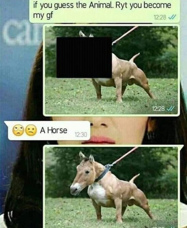 Прикол отгадай животное