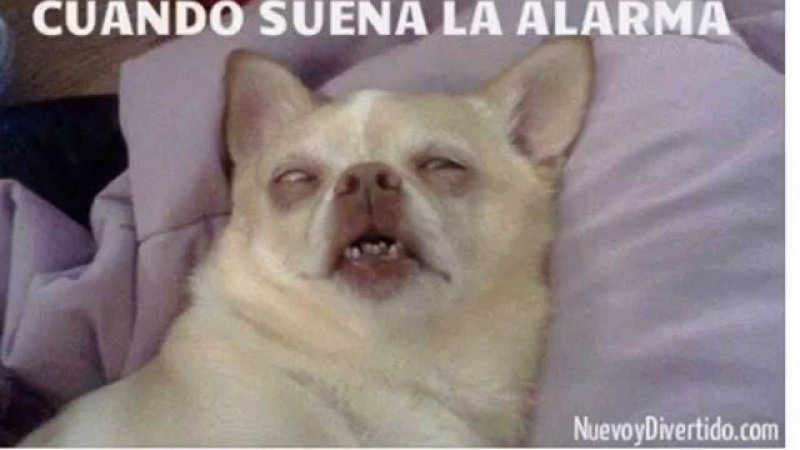 Собака с мема