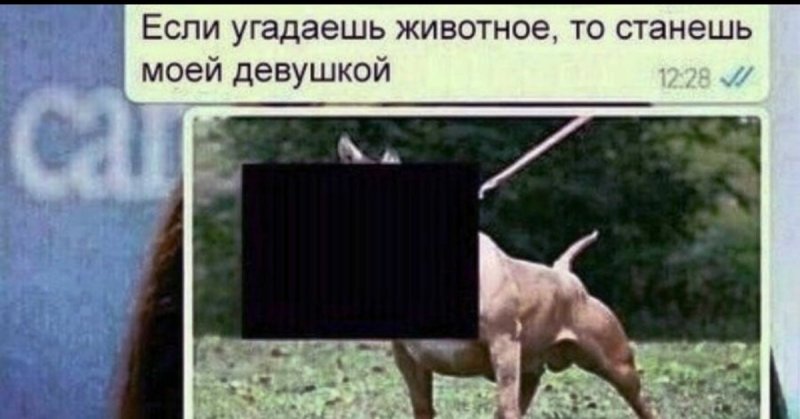 Если угадаешь животное