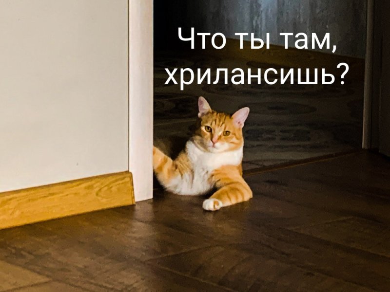 Собирайтесь котики мы уходим
