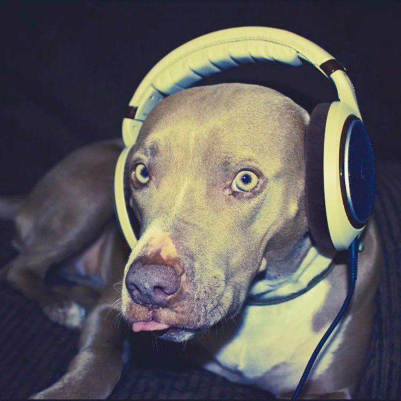 Диджей пес питомец