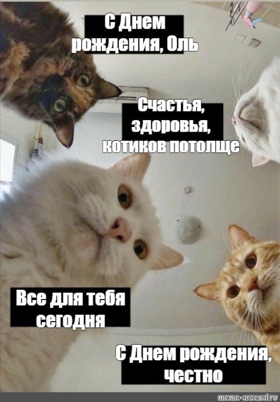 Коты наташа с днем рождения