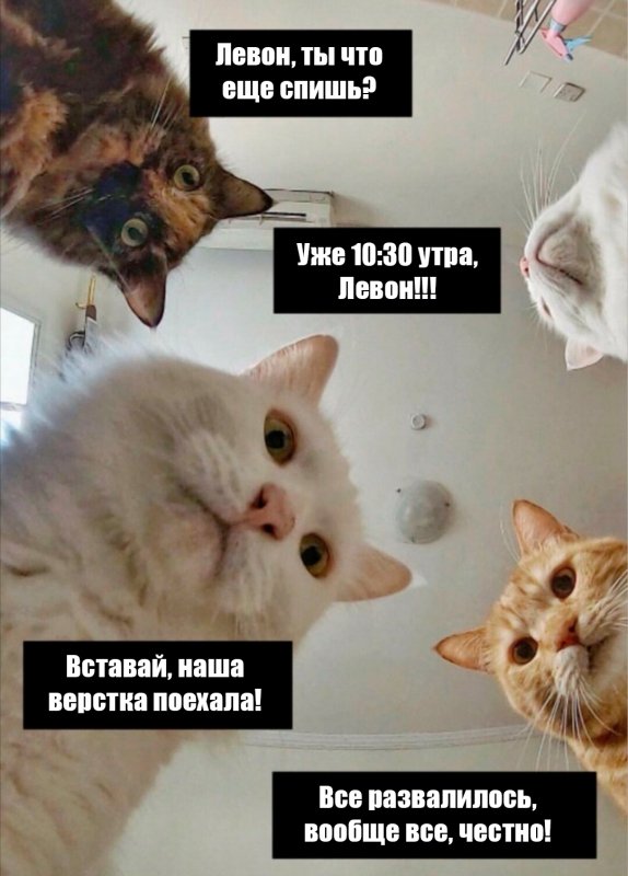Коты мемы