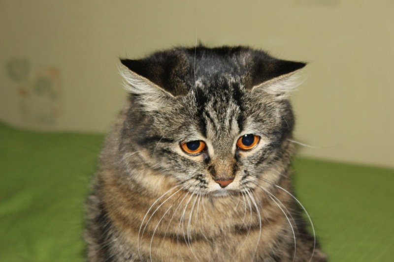 Что же с нами стало кот