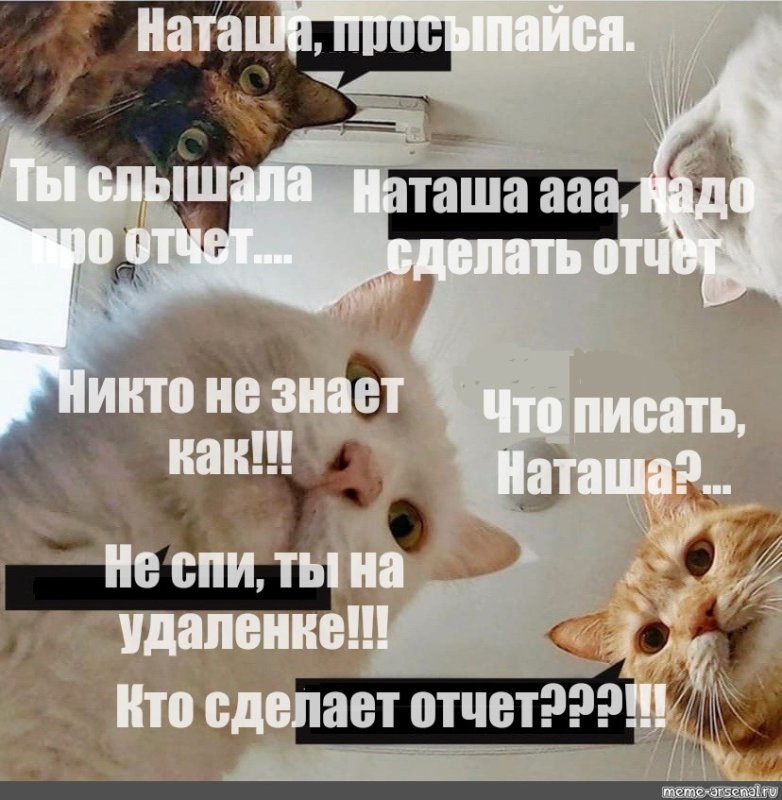 Популярные мемы с котами