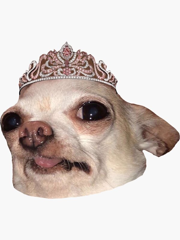 Собака с человеческим лицом