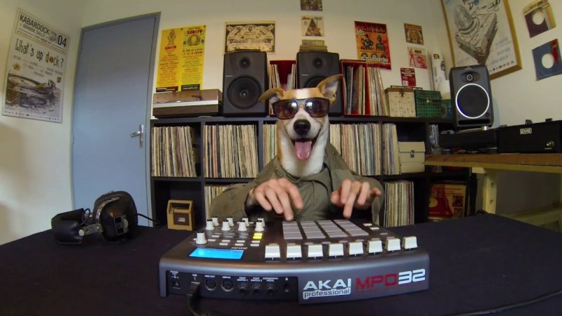 Диско собака