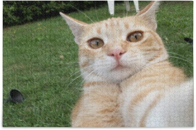 Рыжий кот селфи