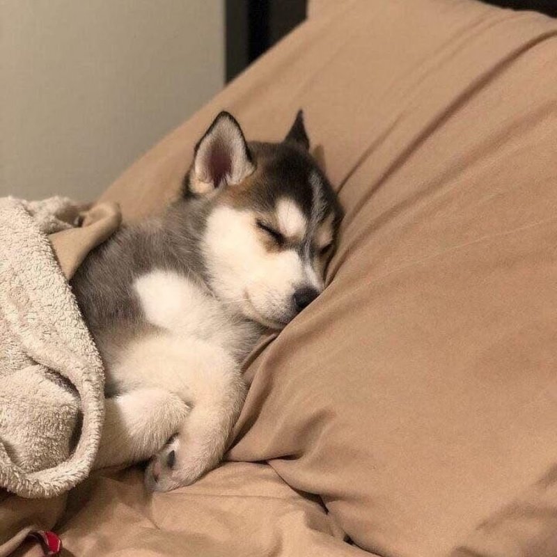 Спящие хаски