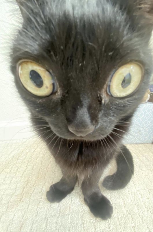 Черный Пучеглазый кот