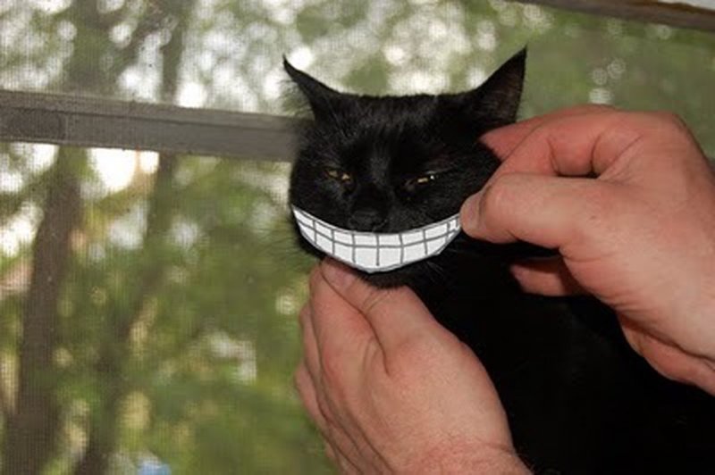 Черная кошка