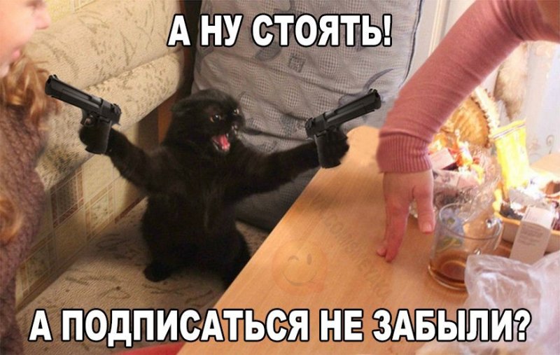 Смешной кот с пистолетом