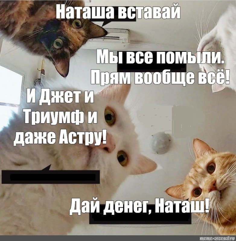Коты поздравляют Наташу с днем рождения