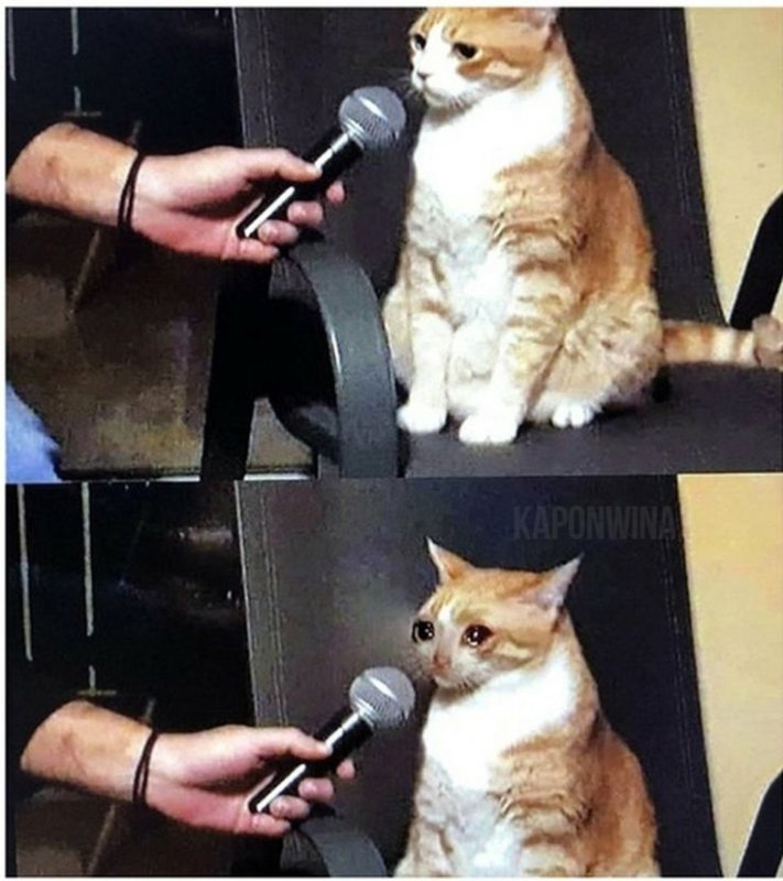 Кошка с микрофоном