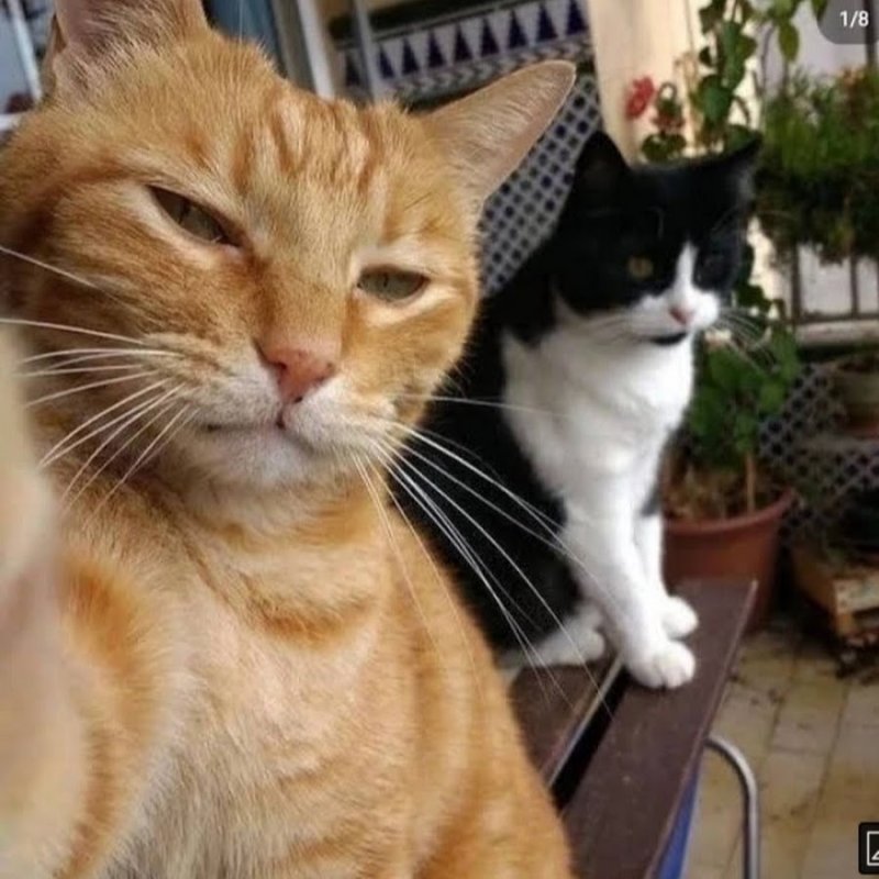 Кошка рыжий селфи 😏
