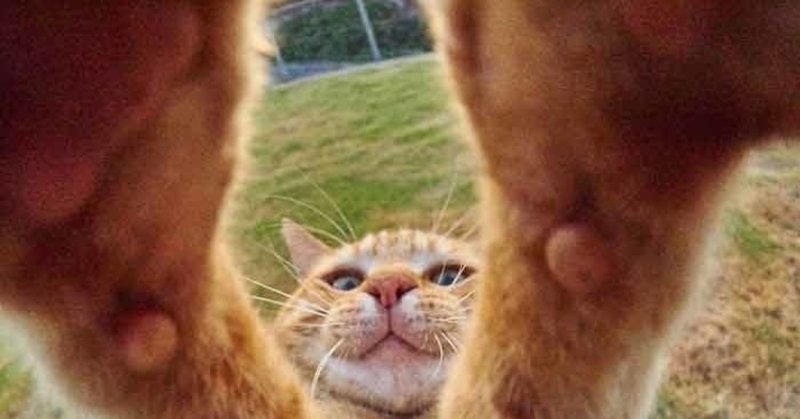 Рыжий кот селфи