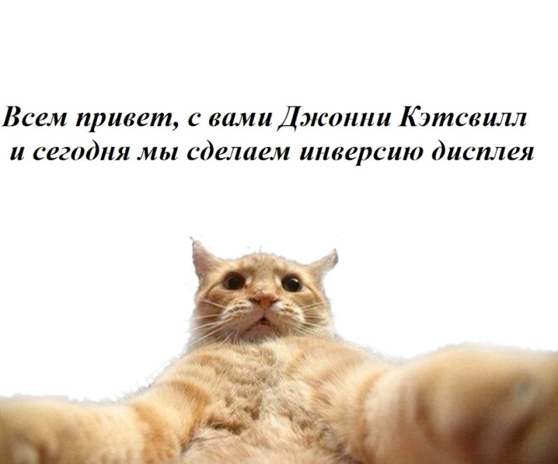 Кот Джонни Кэтсвилл