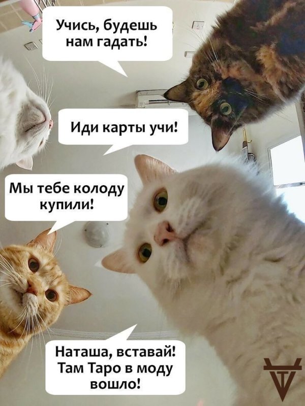 Мемы с котами и Наташей