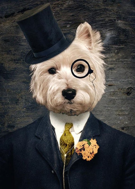 Животное в костюме