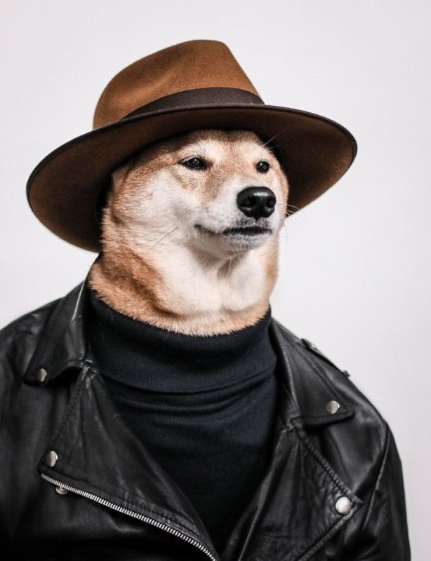 Сиба ину в шляпе