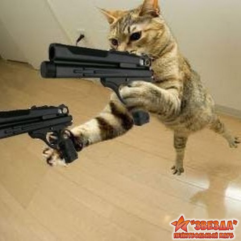 Кот с оружием