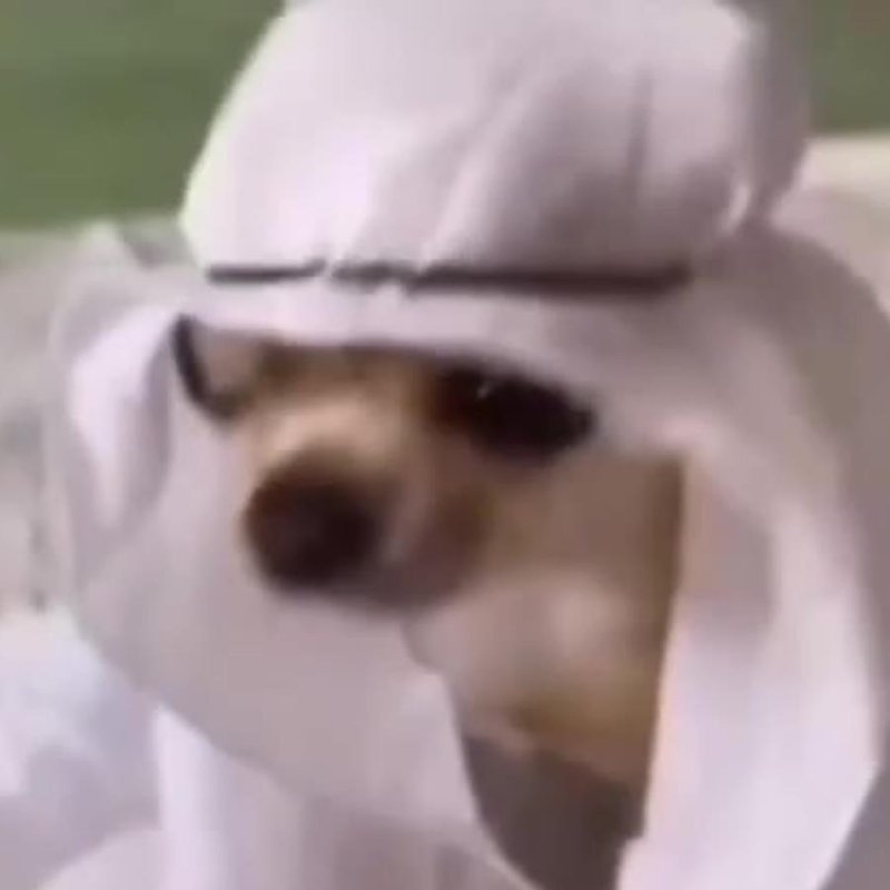 Собака Шейх