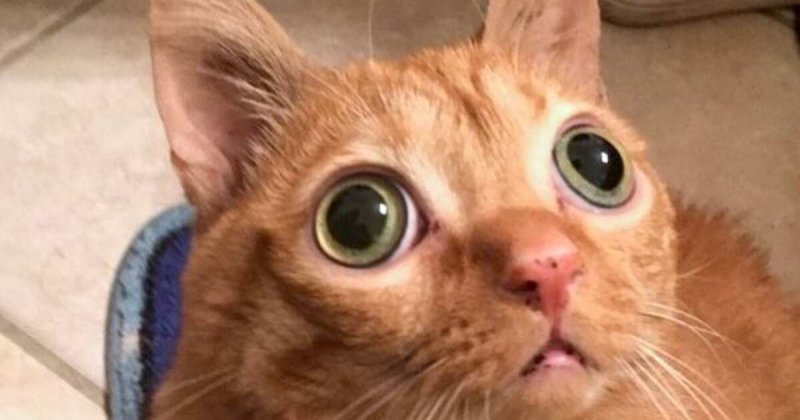 Котик омагад