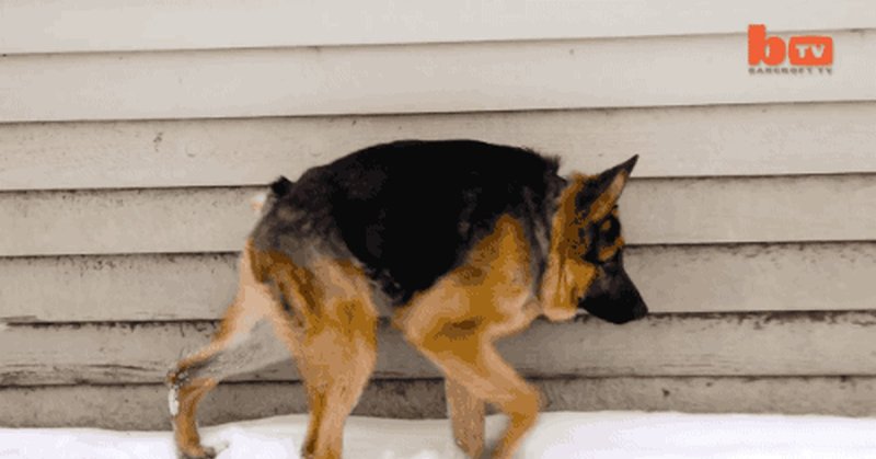 Немецкая овчарка Квазимодо