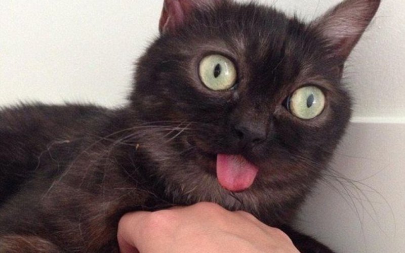 Кот с высунутым языком