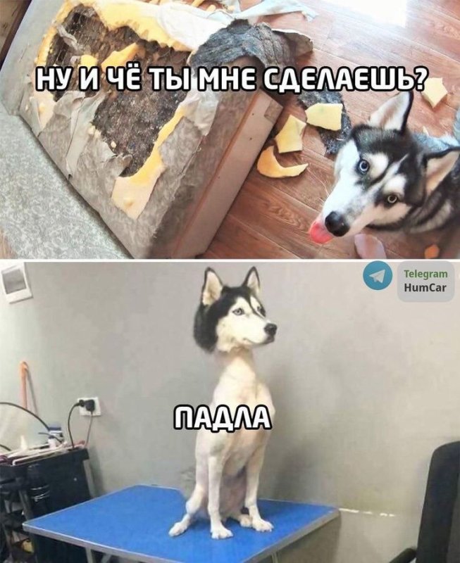 Хаски мемы
