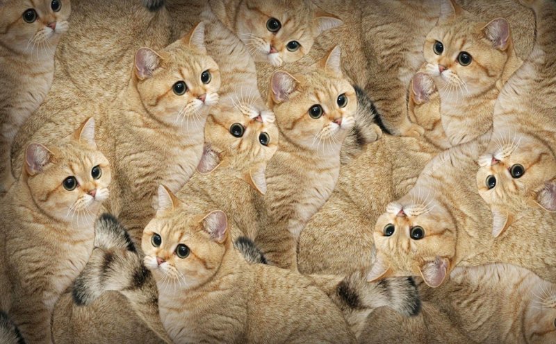 Куча кошек