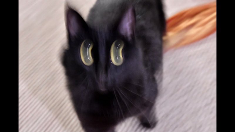 Размазанные смешные коты