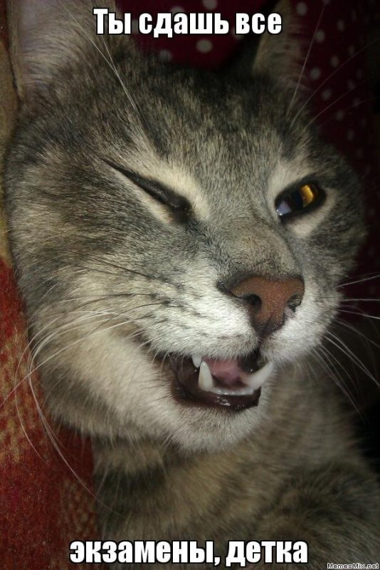 Удачи Мем с котом