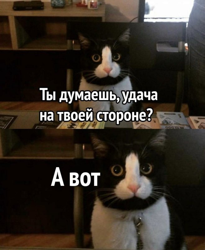 Мемы с котом