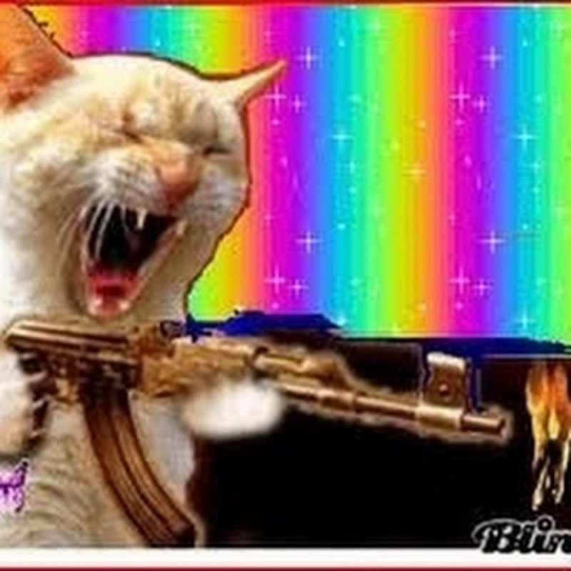 Коты с автоматами