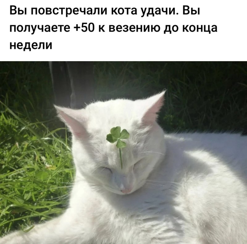 Кот принес