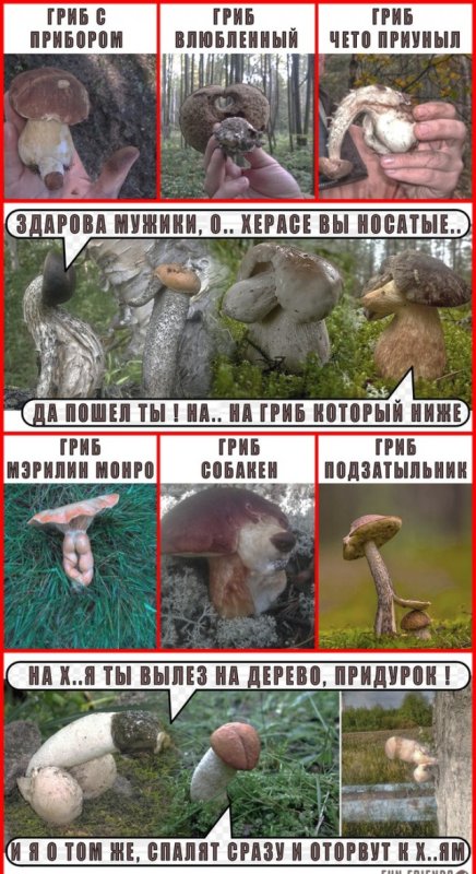 Грибы мемы приколы