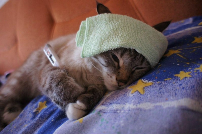 Кот болеет
