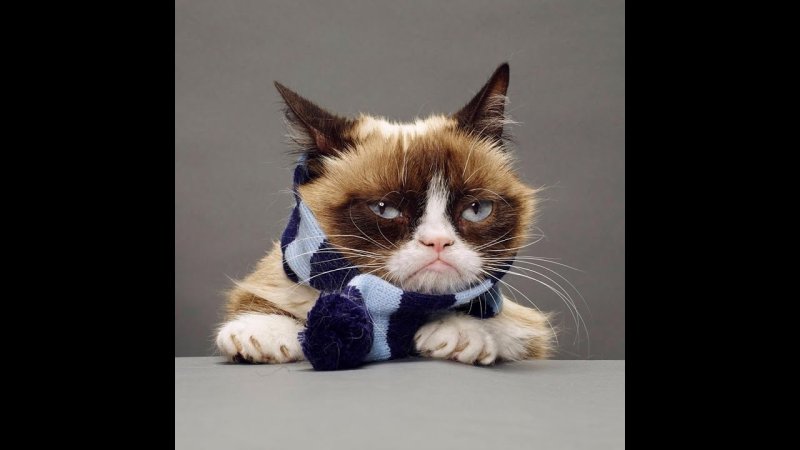 Кот заболел