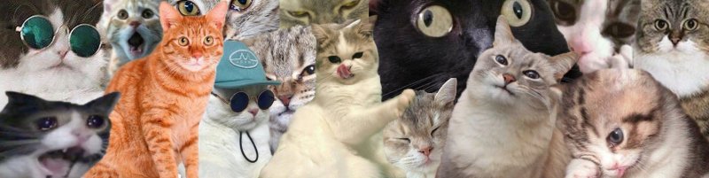 Много мемов с котами