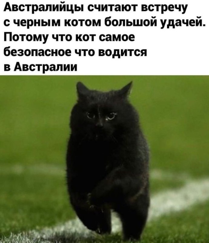 Черная кошка прикол
