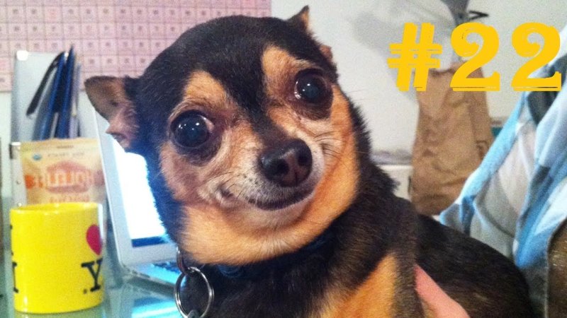 Собака с мема