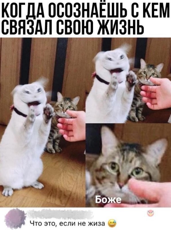 Боже Мем с котом