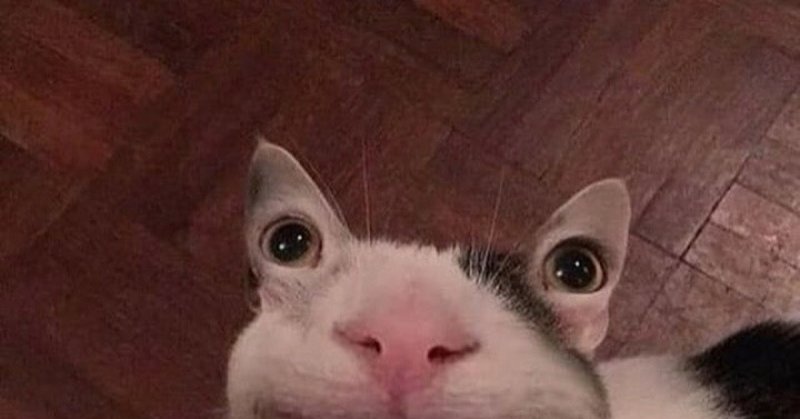 Мемы с котами сухарики