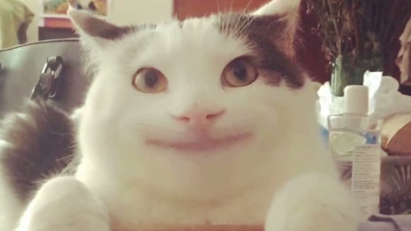 Улыбчивый кот