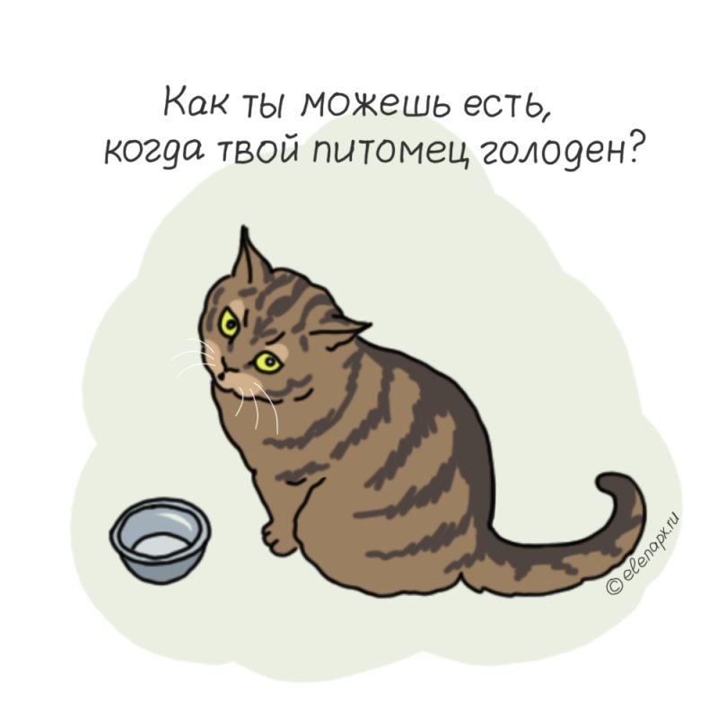 Котенок хочет кушать